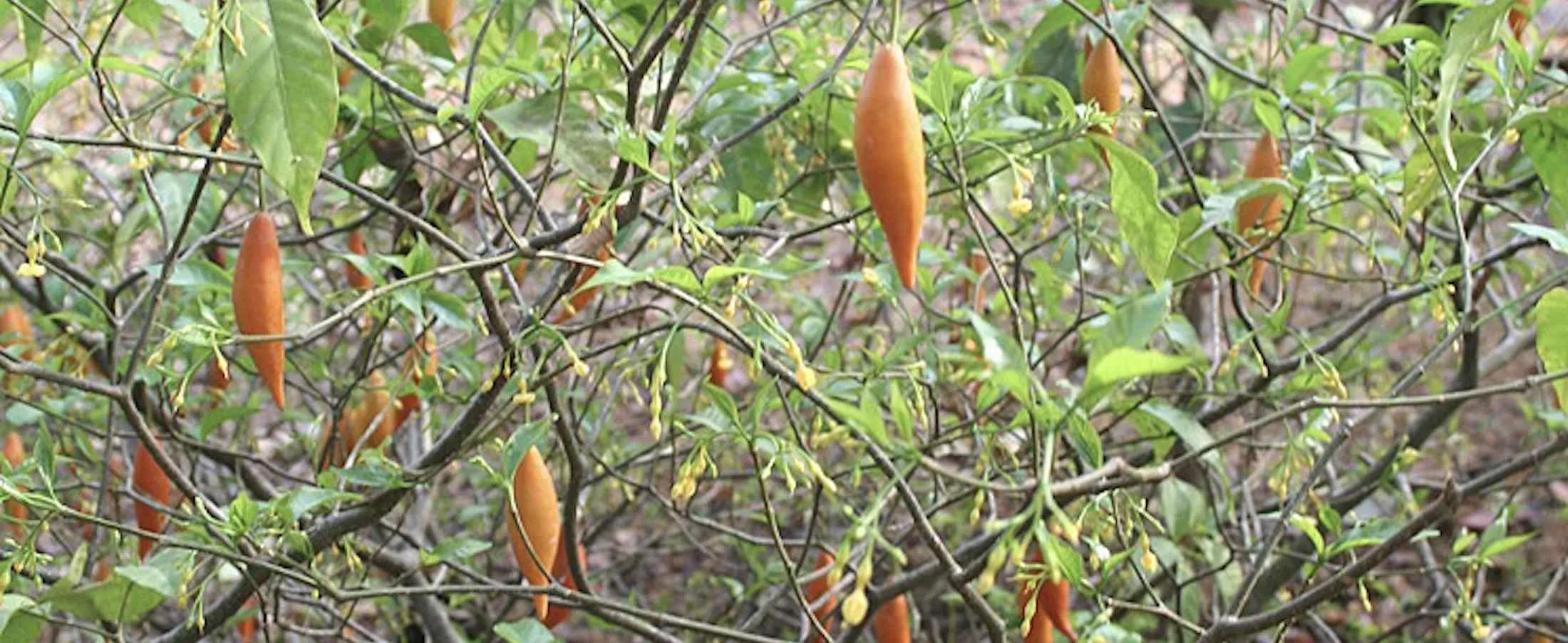 Ibogaine Treatment for Addicts