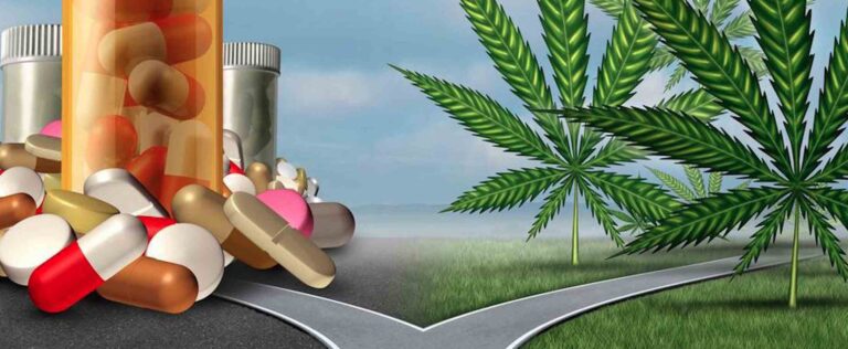 Read more about the article Painkiller addiction reduced with Cannabis