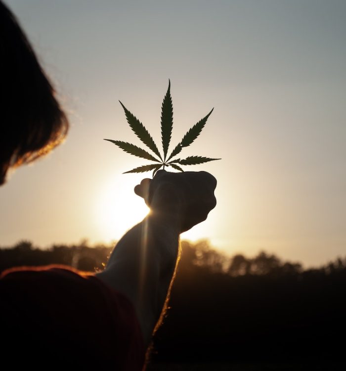 Cannabis leaf in sunrise