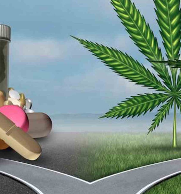 Painkiller addiction cannabis