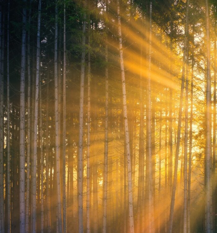 rays of the sun that pass through trees green